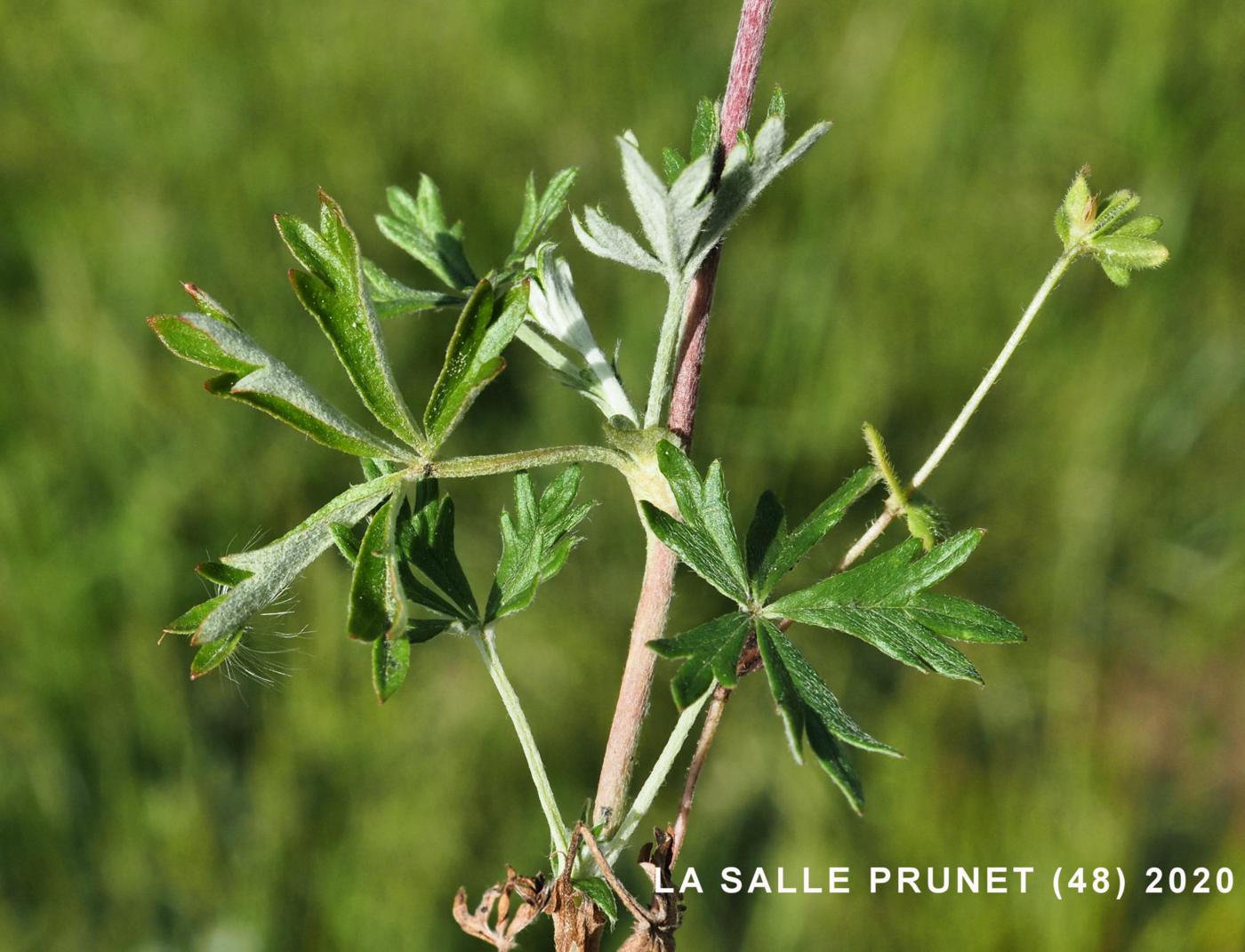 Cinquefoil, Hoary leaf